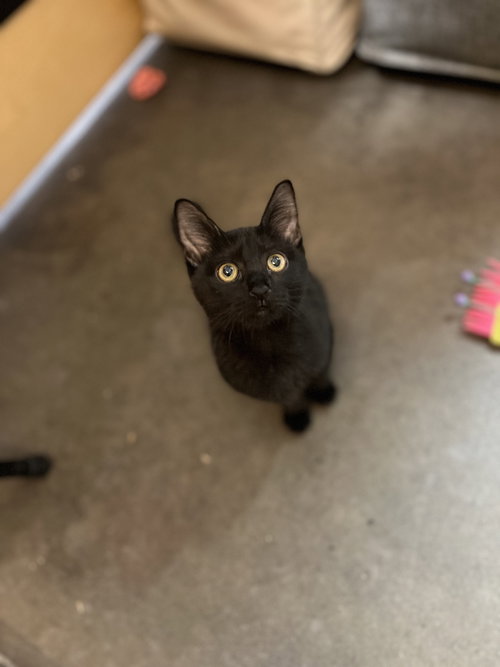 Dolly, a cat for adoption from Paw Placement Animal Rescue