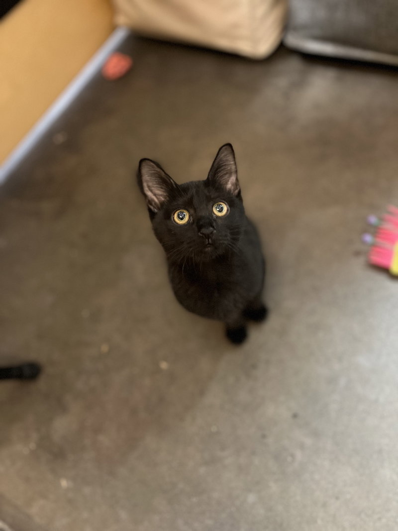 Dolly, a female cat up for adoption
