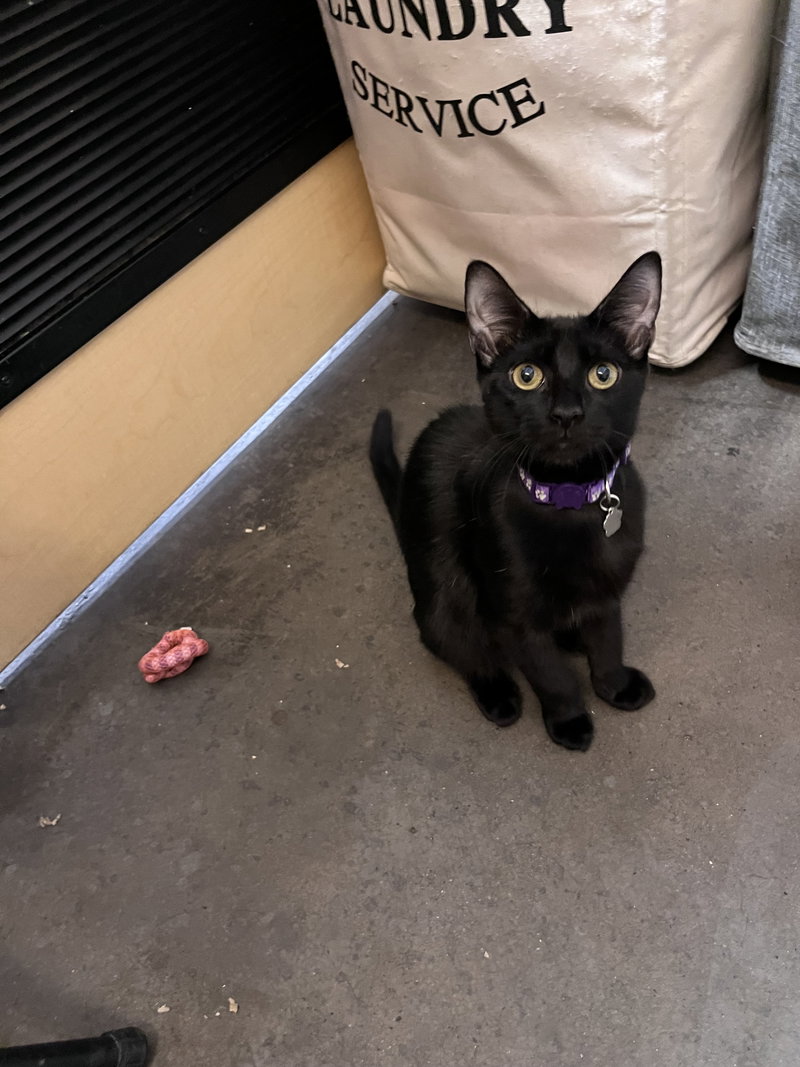 Jolene, a female cat up for adoption