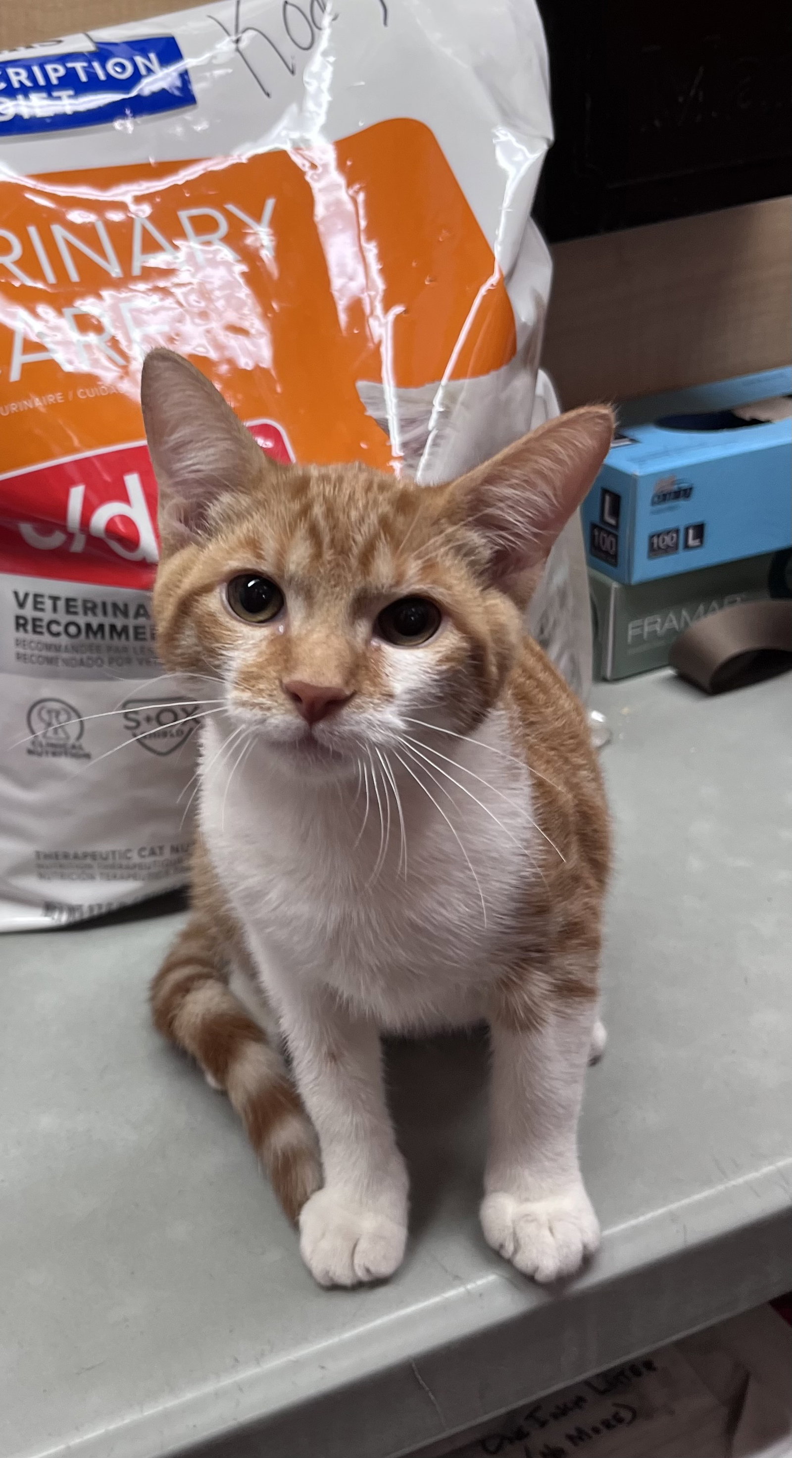 Darwin, Domestic Short Hair