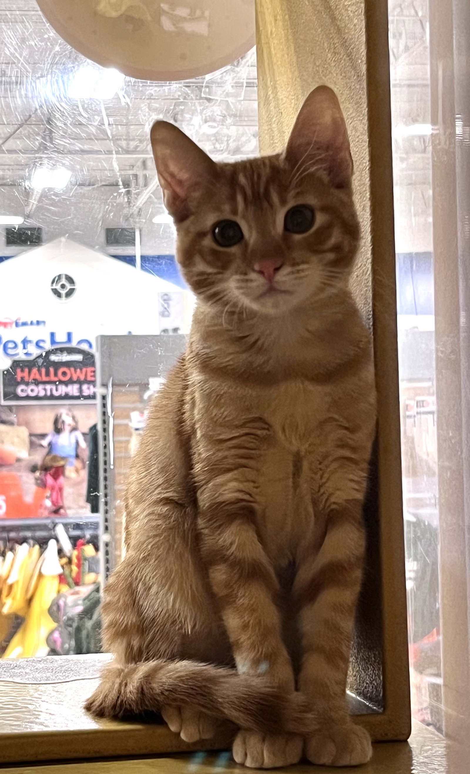 Ryan, Domestic Short Hair