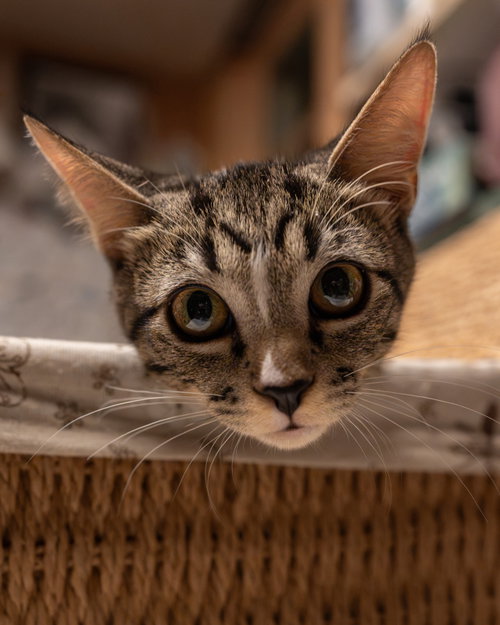 Joey, a cat for adoption from Paw Placement Animal Rescue