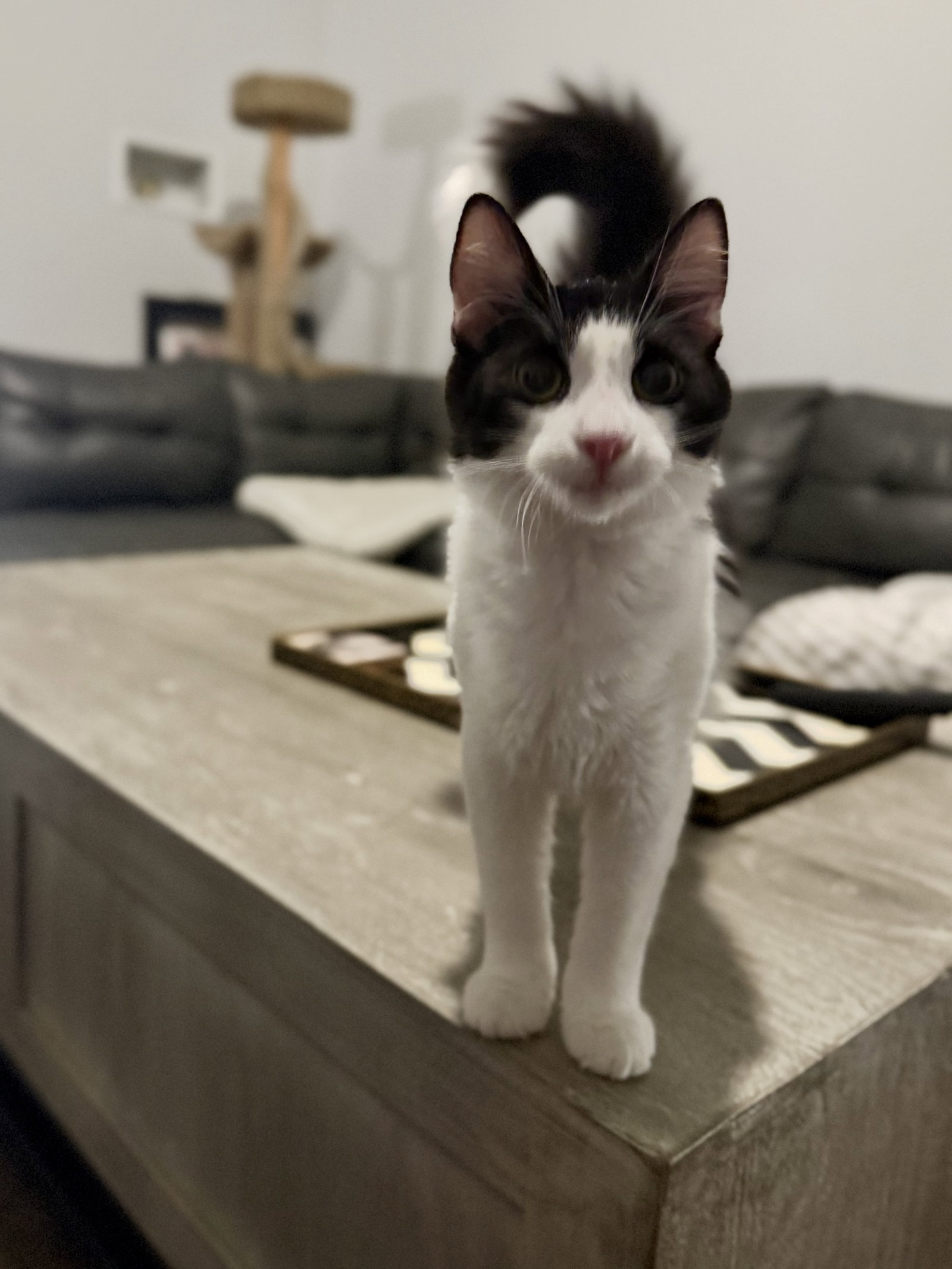 Cosmo, Domestic Medium Hair