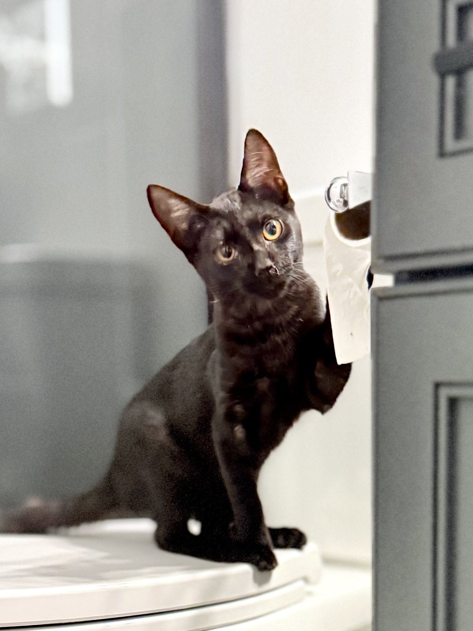 Fossil, Domestic Short Hair