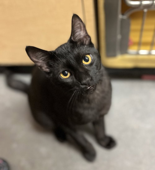 Fossil, a cat for adoption from Paw Placement Animal Rescue