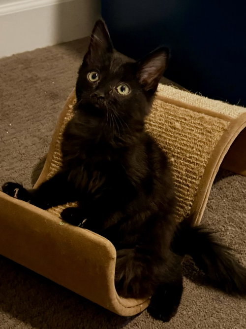 Flint, a cat for adoption from Paw Placement Animal Rescue