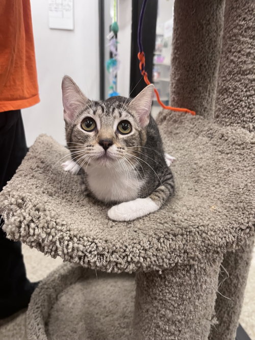 Precious, a cat for adoption from Paw Placement Animal Rescue