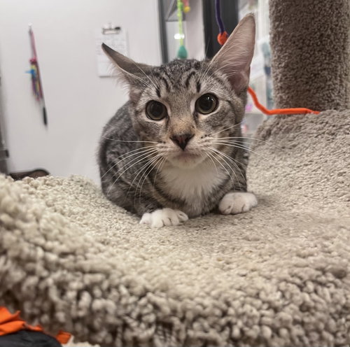 Chip, a cat for adoption from Paw Placement Animal Rescue