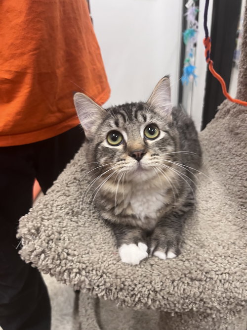 Poppy, a cat for adoption from Paw Placement Animal Rescue