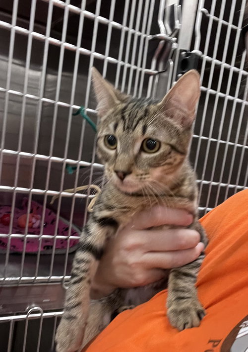 Izzy, a cat for adoption from Paw Placement Animal Rescue