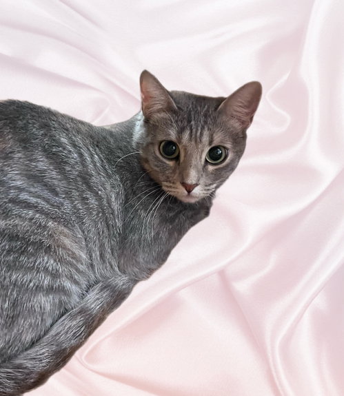 Fishy, a cat for adoption from Paw Placement Animal Rescue