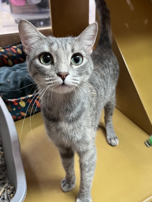 Fleur, a cat for adoption from Paw Placement Animal Rescue