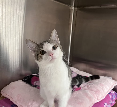 Gracie Lou, a cat for adoption from Paw Placement Animal Rescue