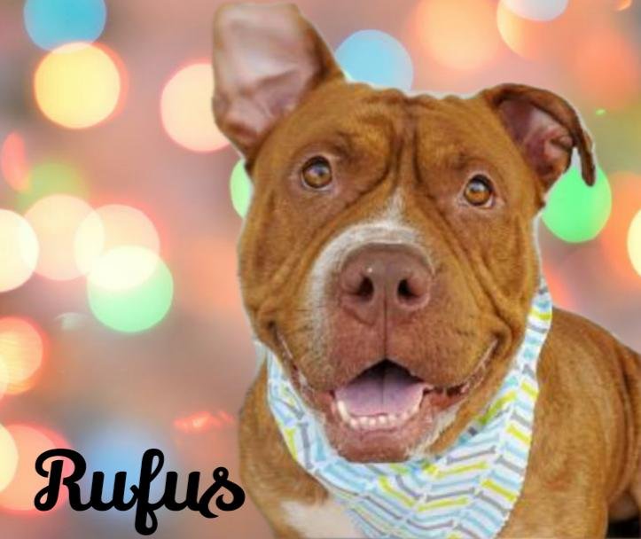 adoptable Dog in Wilmington, DE named Rufus