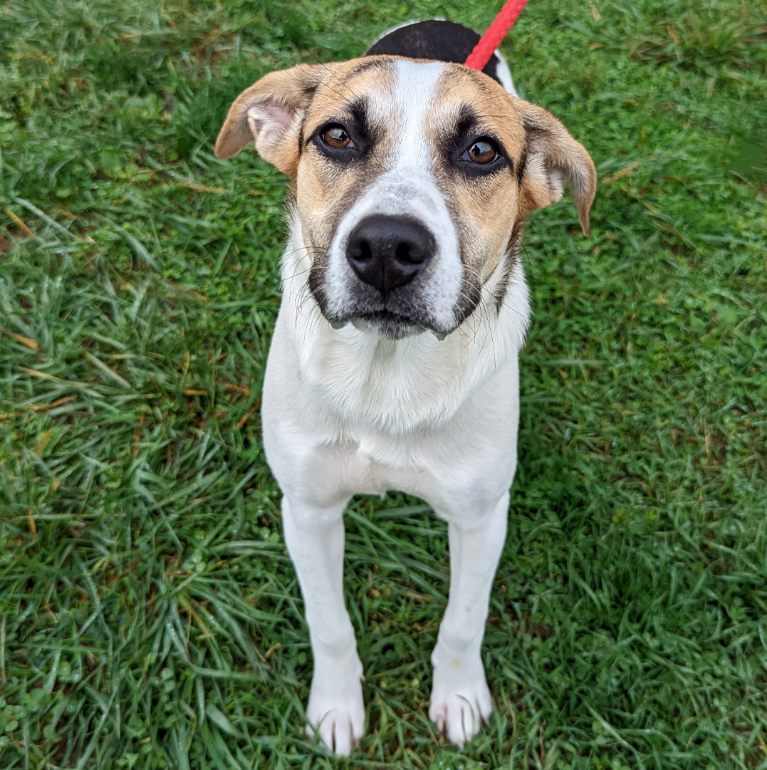 Dog for Adoption - Lorna, a in Perryman, MD | Alpha Paw