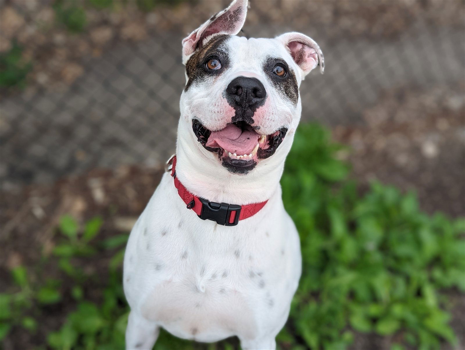 adoptable Dog in Wilmington, DE named ChooChoo