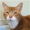 adoptable Cat in wilmington, IL named Bauer