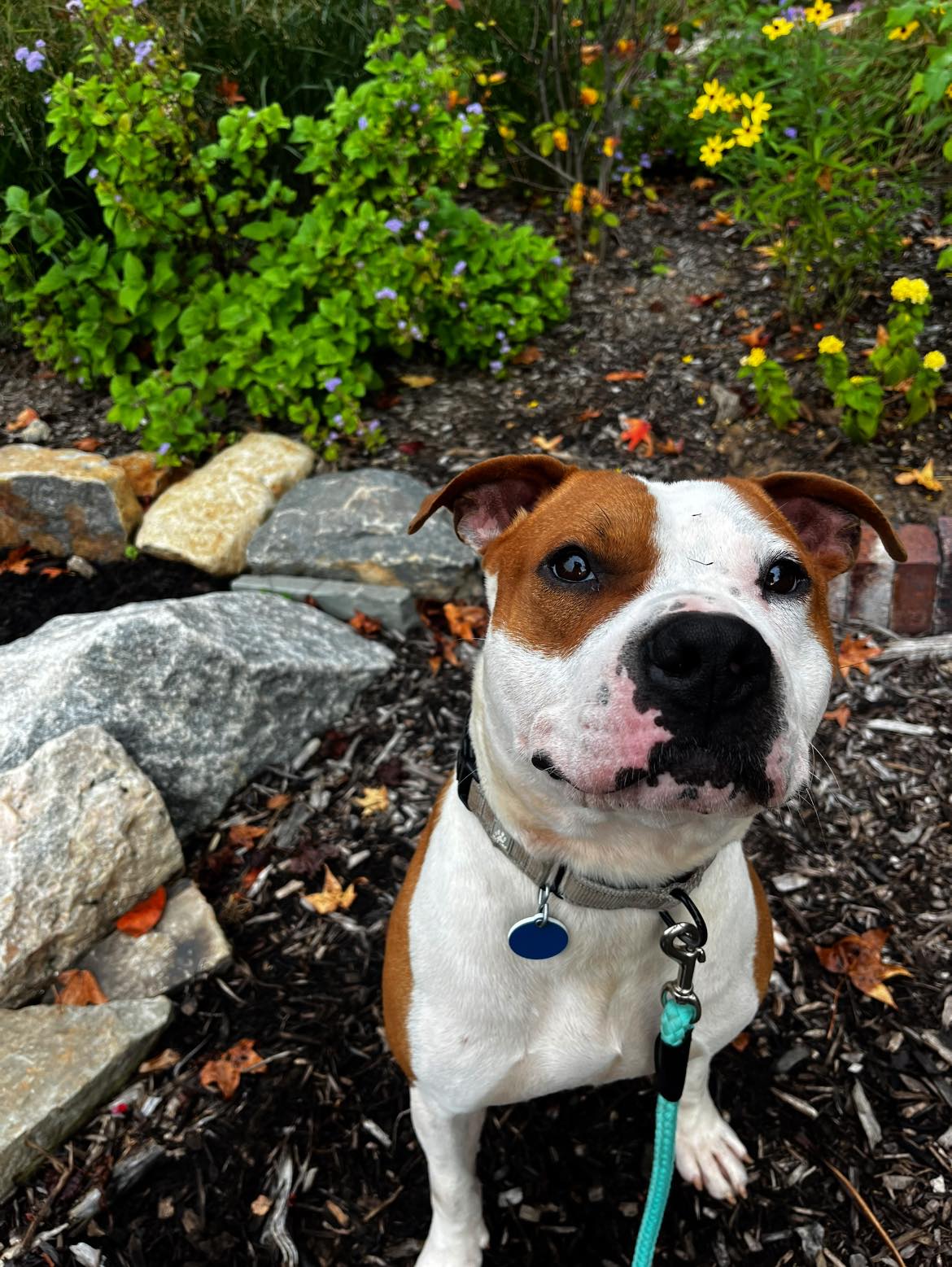 adoptable Dog in Wilmington, DE named Chester