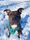 adoptable Dog in wilmington, IL named Sage