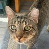 adoptable Cat in wilmington, DE named Thomas