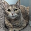 adoptable Cat in wilmington, IL named Venus