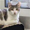 adoptable Cat in wilmington, IL named Dino