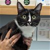 adoptable Cat in wilmington, IL named Bee