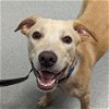 adoptable Dog in wilmington, IL named Scrappy