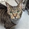 adoptable Cat in wilmington, IL named Brazil