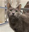 adoptable Cat in wilmington, DE named Momo