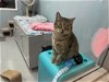 adoptable Cat in wilmington, IL named Phoebe