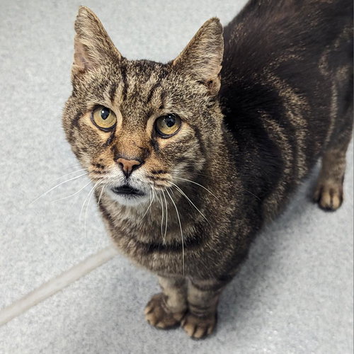 Aspero, Domestic Short Hair, cat for adoption in Lancaster, Pennsylvania