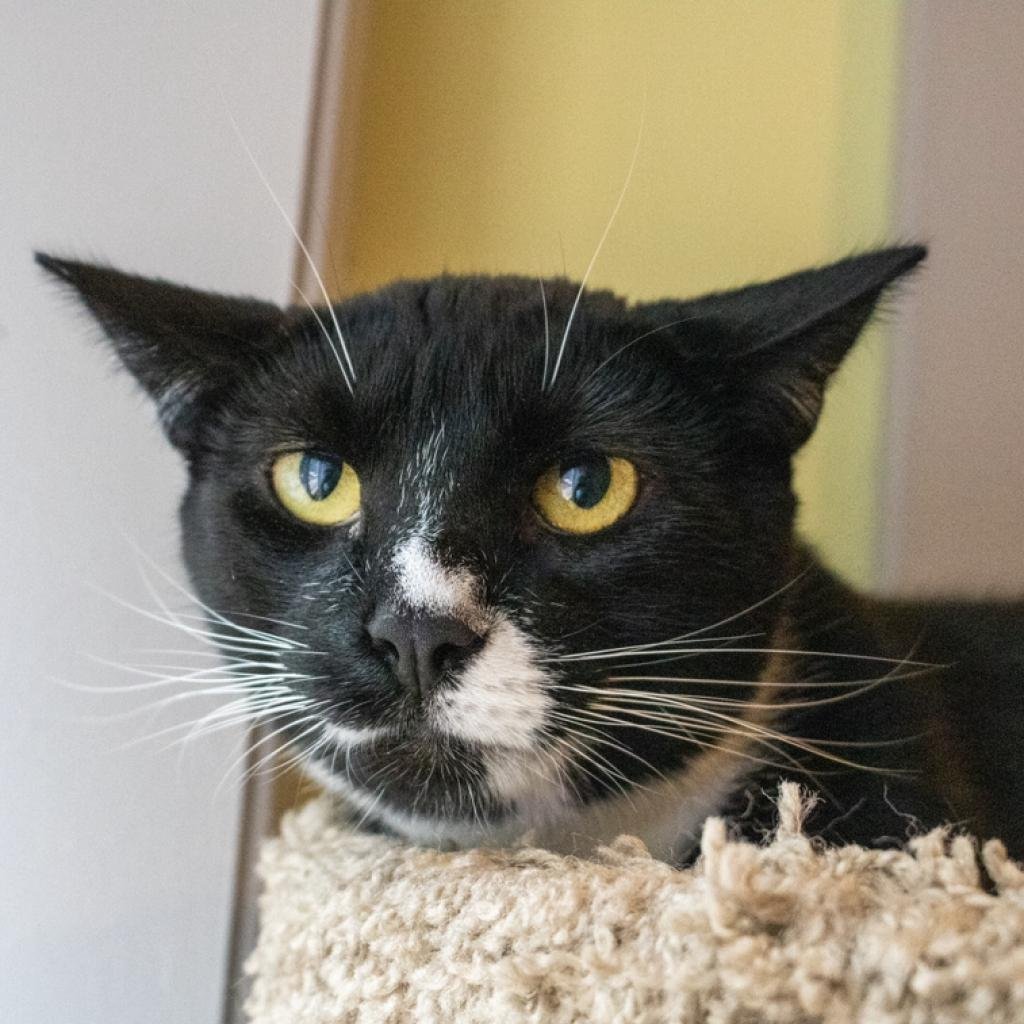 adoptable Cat in Wilmington, DE named Everest
