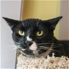 adoptable Cat in wilmington, IL named Everest