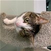 adoptable Cat in wilmington, IL named Saylor