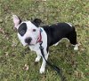 adoptable Dog in wilmington, IL named Heidi