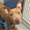 adoptable Dog in wilmington, IL named Bart