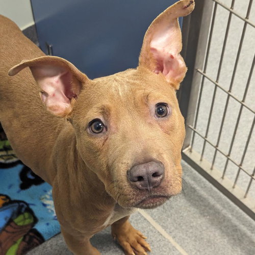 Bart, an adoptable Unknown breed in Wilmington, DE
