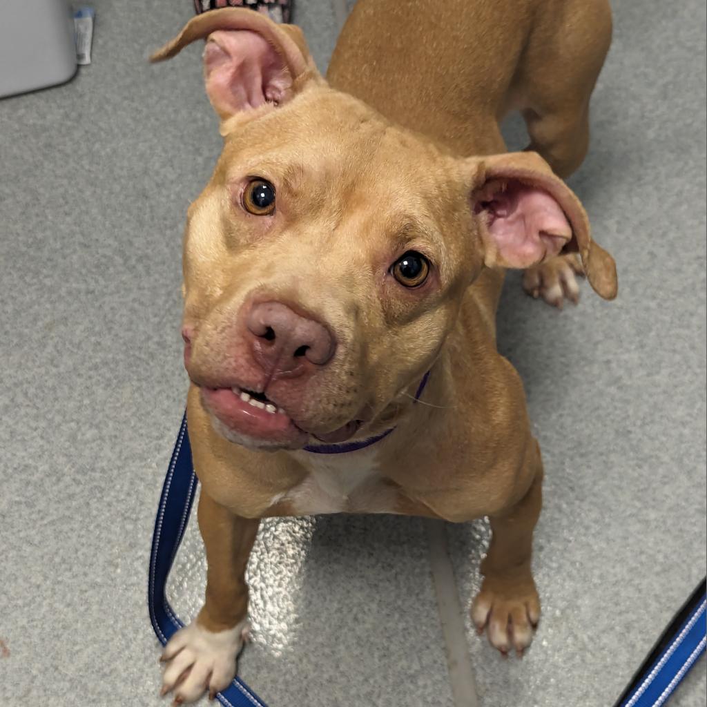 adoptable Dog in Wilmington, DE named Vada