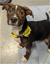 adoptable Dog in , DE named Lucy