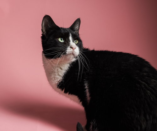 Cremini, Domestic Short Hair, cat for adoption in Lancaster, Pennsylvania