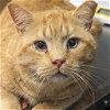 adoptable Cat in , DE named Sully