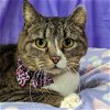 adoptable Cat in wilmington, IL named Hallie