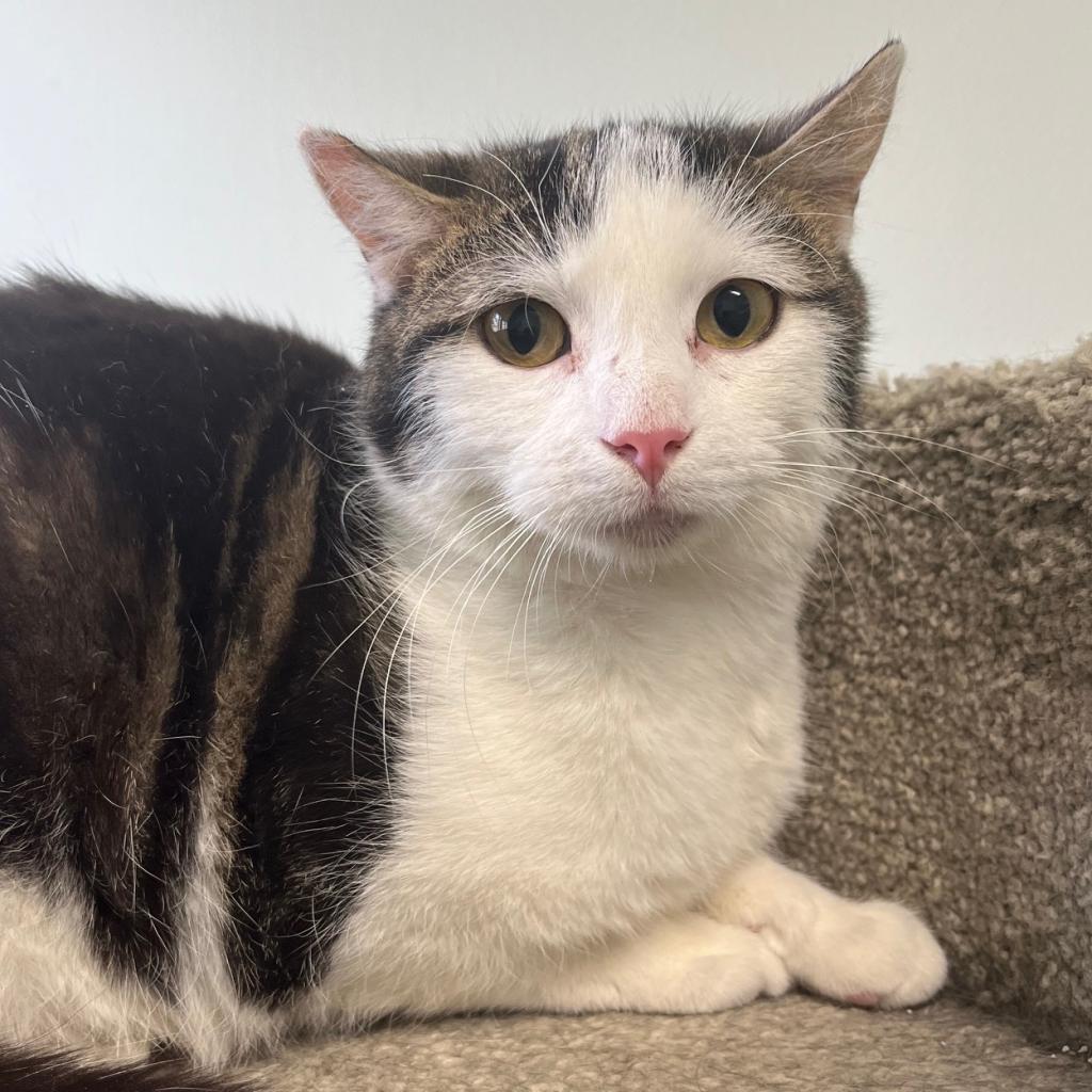 adoptable Cat in Wilmington, DE named Grasshopper