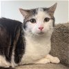 adoptable Cat in wilmington, IL named Grasshopper