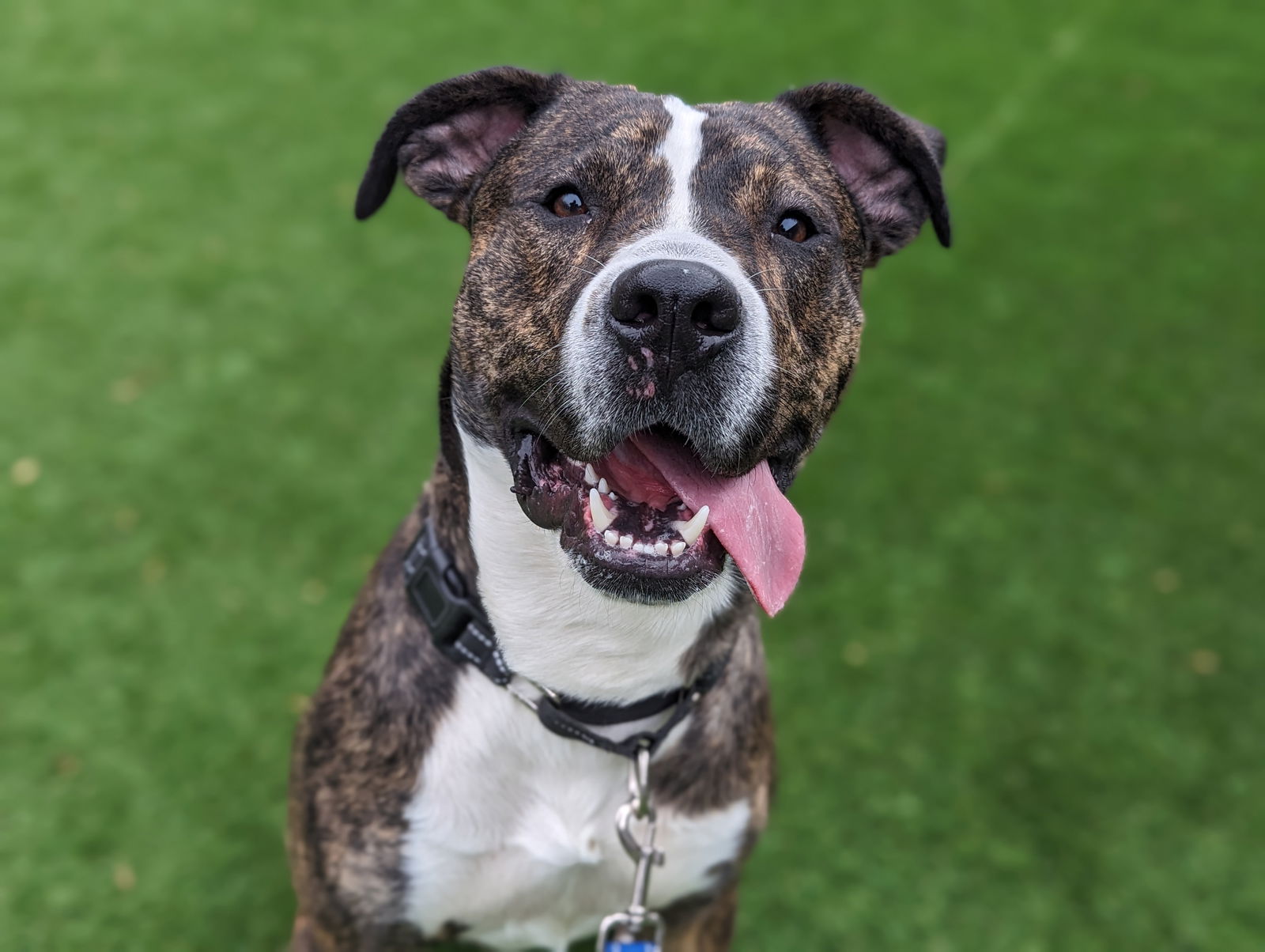 adoptable Dog in Wilmington, DE named Homer