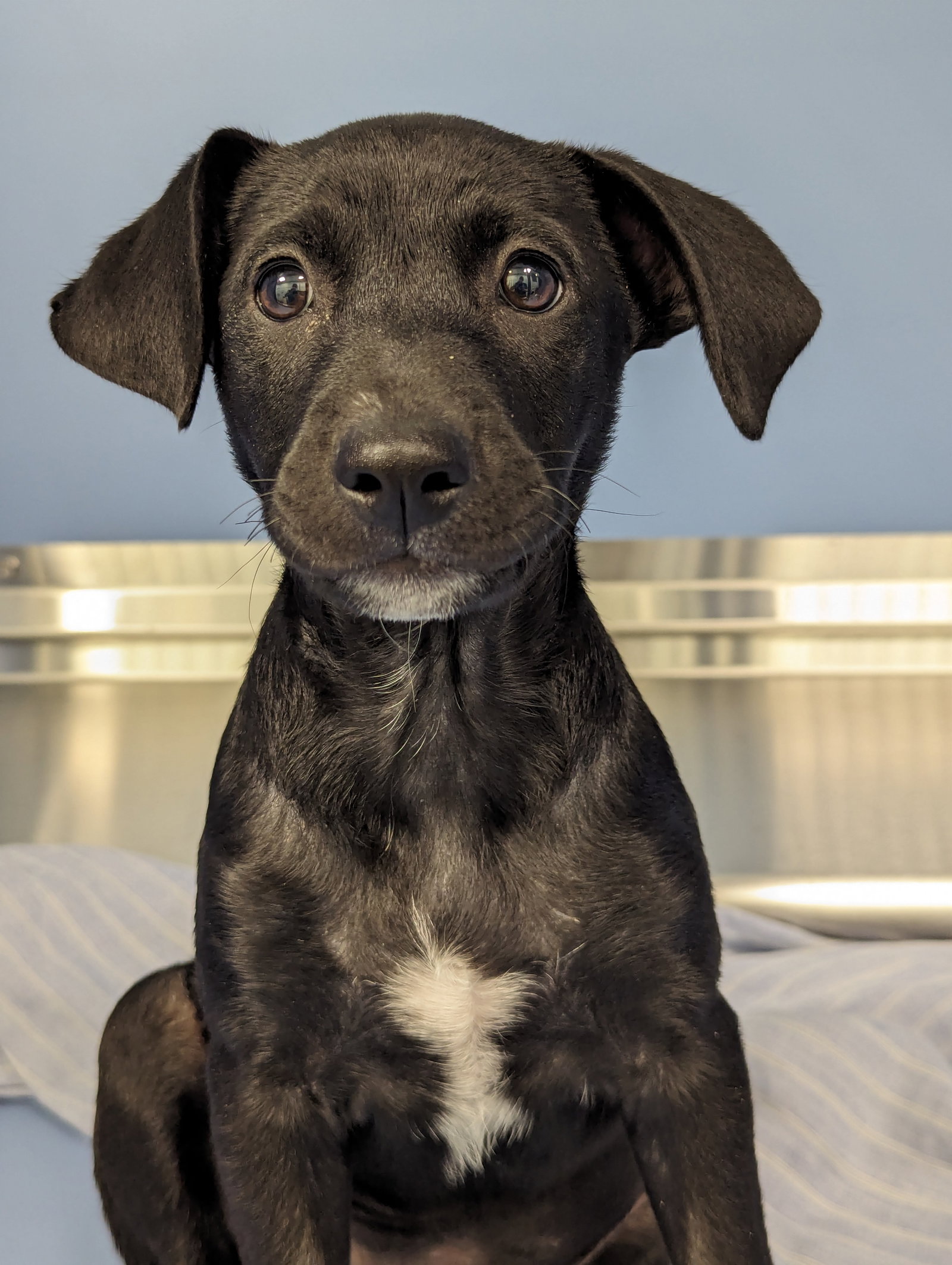 Dog adoption in Wilmington, DE 19804 Labrador Retriever / Mixed (short