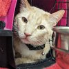 adoptable Cat in wilmington, DE named Gibson