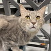 adoptable Cat in , DE named Charlie