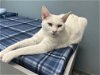 adoptable Cat in wilmington, IL named Skittles